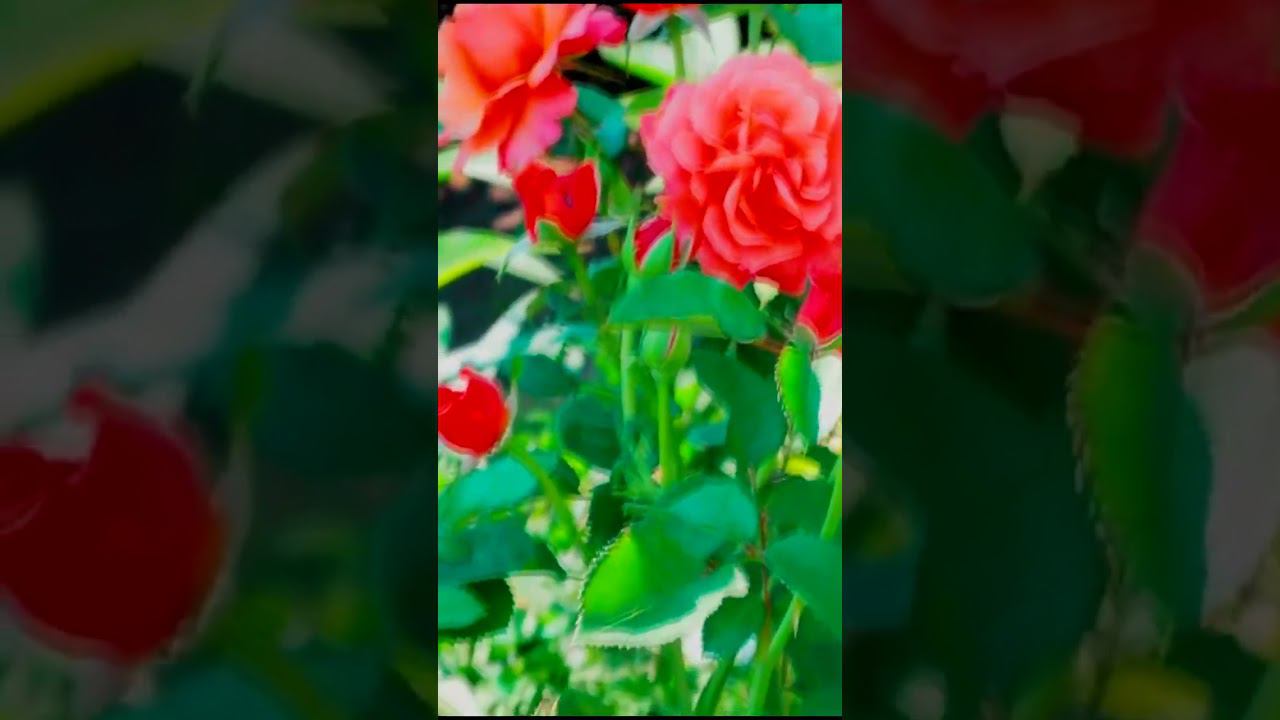 Сорт Изи Даз Ит Easy Does It, Eazy Time, Firestar, H415, HAR415, HARpageant, Steinfurther Abendsonne смотреть онлайн