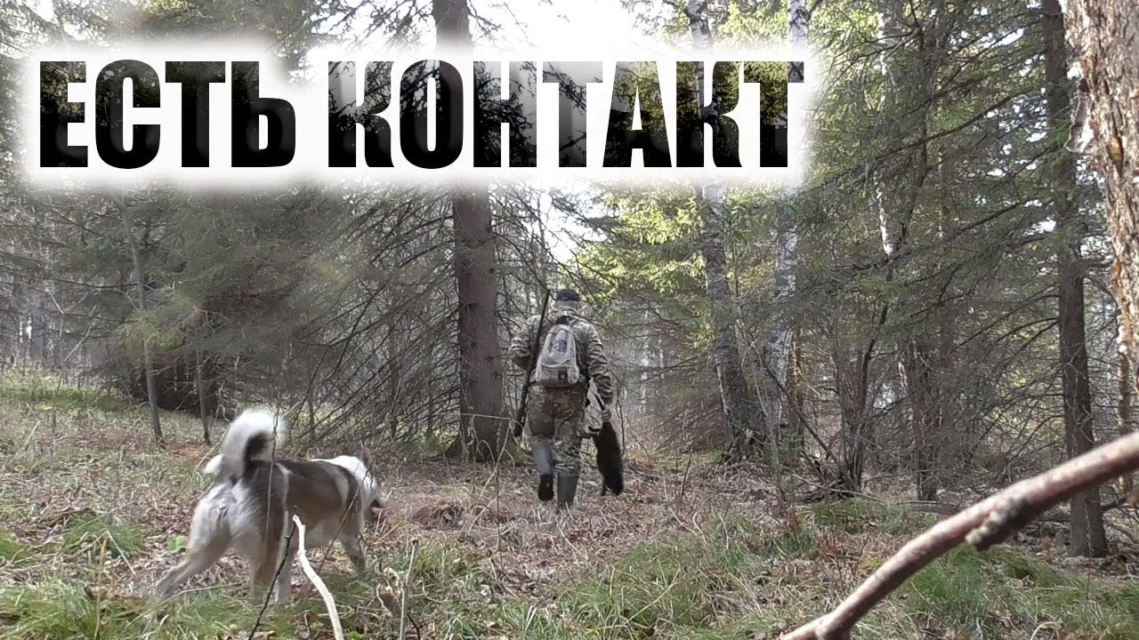 Хитрый БОБР гонял меня по болоту две недели.Охота на бобра с ружьем смотреть онлайн