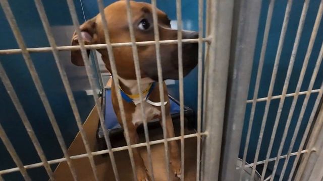 Raining cats and dogs: How White, Hall counties are getting their animals adopted смотреть онлайн