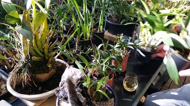 Flowering Your Dendrobium Kingianum Orchids