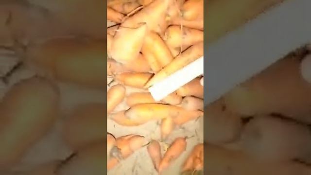 морковь Кордоба второго сорта смотреть онлайн