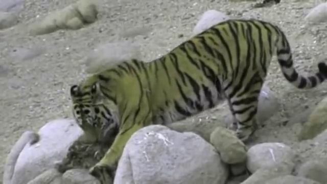 Siberian tiger kills brown bears смотреть онлайн