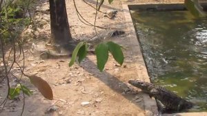 Крокодиловая ферма в Камбоджа - крокодил ест курицу