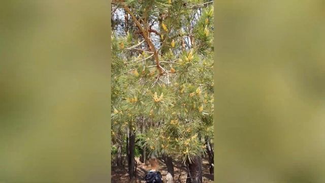 Варенье из шишек. Собираем в лесу сосновые шишки и пыльцу. Харьковская обл. Май 2023 смотреть онлайн