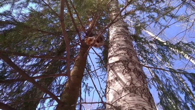 Белка ест орех смотреть онлайн