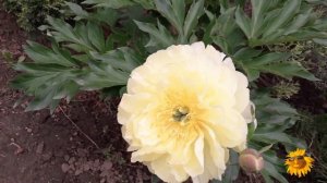 Пионы  ИТО - гибриды. Сорта.