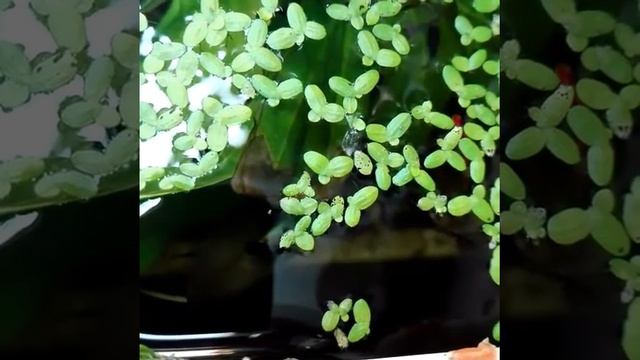 Как я развожу аквариумных рыбок. смотреть онлайн