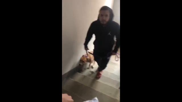 3 правила для Вашей собаки смотреть онлайн