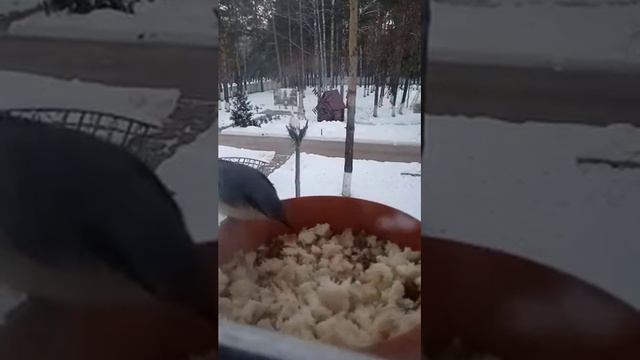 как кормить птицу на подоконнике 🐦