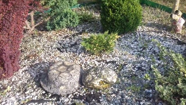 Рокарий, альпийская горка смотреть онлайн