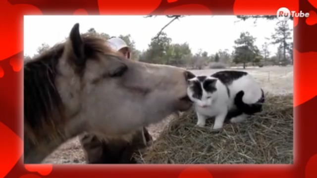 Животная любовь смотреть онлайн