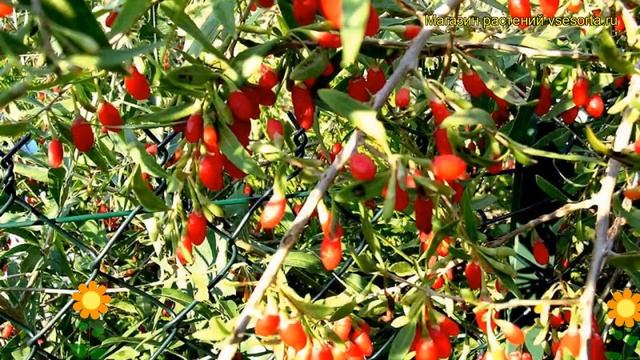 Годжи обыкновенная. Краткий обзор, описание характеристик, где купить саженцы lycium barbarum смотреть онлайн