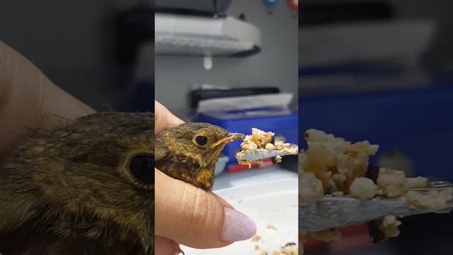 Мася птенец Зарянки смотреть онлайн