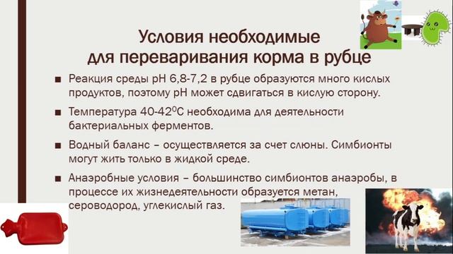 Пищеварение в многокамерном желудке часть 1 смотреть онлайн