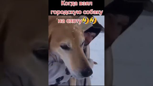 #meme #memes смотреть онлайн