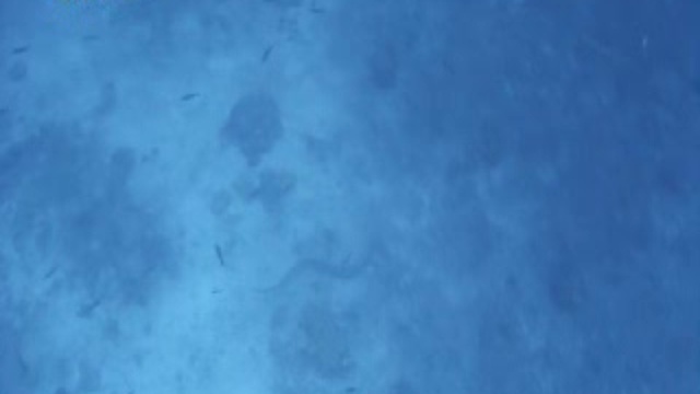 N.G: Самые опасные змеи в мире смотреть онлайн