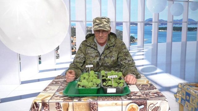 Обзор Рассады курительного Табака. смотреть онлайн