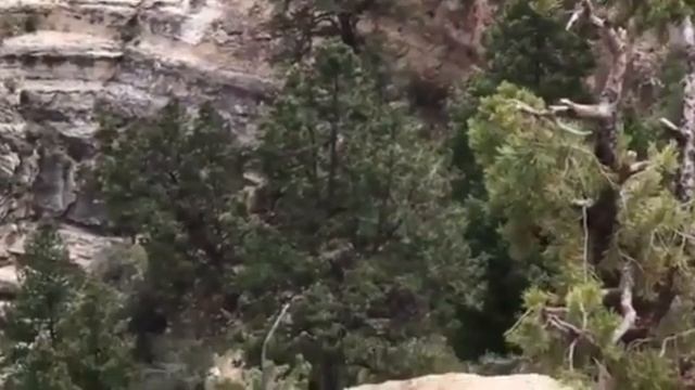 Onlookers scream as woman falls to her death at the Grand Canyon смотреть онлайн