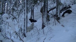 Охота на медведя с лайками в Сибири. Берлога. Охота на берлоге.