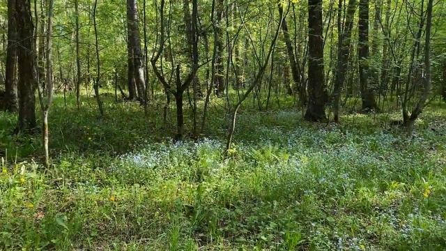 Дача. Майские ароматы цветов. Ландыши и незабудки в лесу. смотреть онлайн