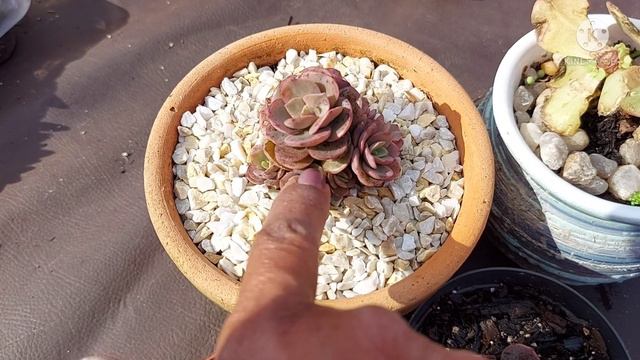 Multiplicação da Echeveria Suyon. Uma suculenta de muito fácil cultivo. смотреть онлайн