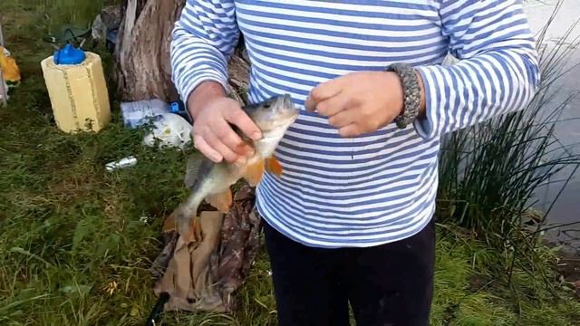 КЛЁВАЯ РЫБАЛКА на реке колутон и ишим. Выехали на два дня в Новоалександровку - Бастау. смотреть онлайн