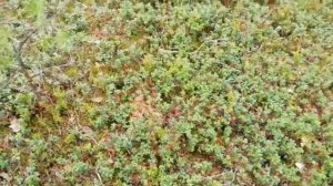 Сбор брусники. Самый лучший результат...