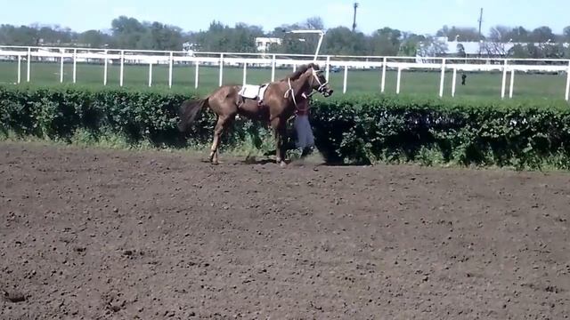 лошадь ногу сломала на скачках бедолага смотреть онлайн