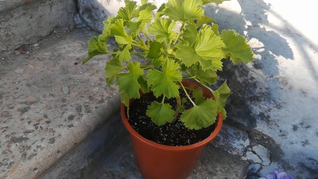 Ранний пион расцвел🌺🌺🌺##Газания🏵️🏵️🏵️##комнатный батат бесит😤 смотреть онлайн