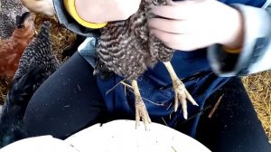 Как определить, несется курица - да или нет.