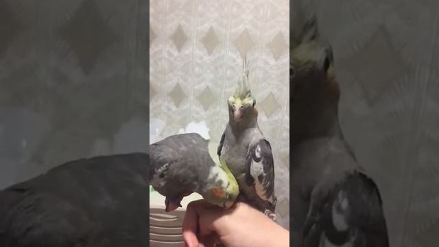 корелла самец привлекает внимание самки смотреть онлайн