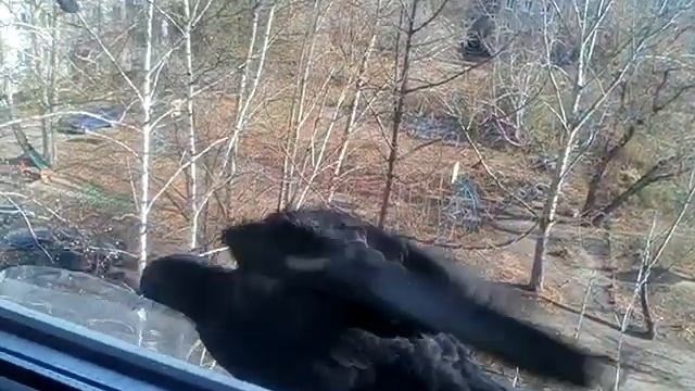 Как же мне хочется съесть голубя