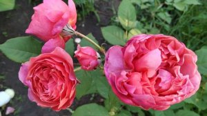 Laduree rose 2019 june Kyiv part 1 first blooming