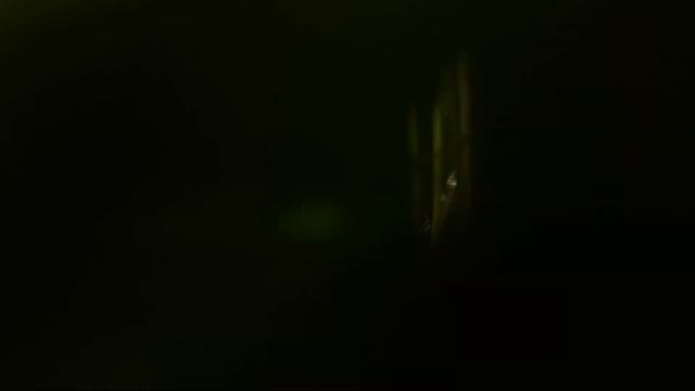 Чуфа. Как она растет. 30 июля. смотреть онлайн