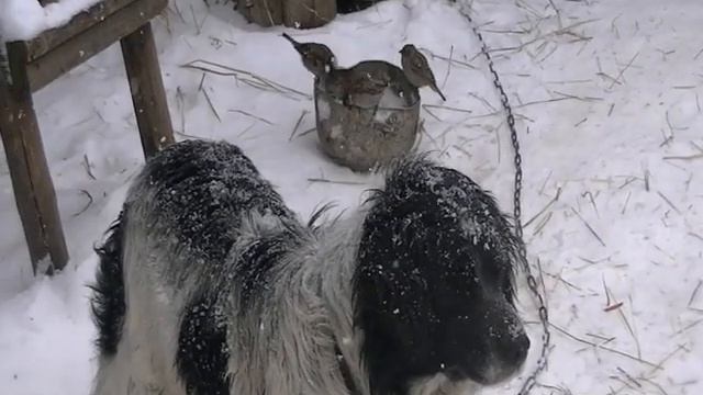 воробьи нашли укрытие от метели смотреть онлайн