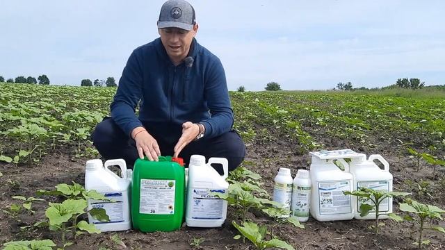 Листовая подкормка Подсолнечника Рапса Кукурузы жидкими комплексными удобрениями Реаком Фосфит Стим смотреть онлайн