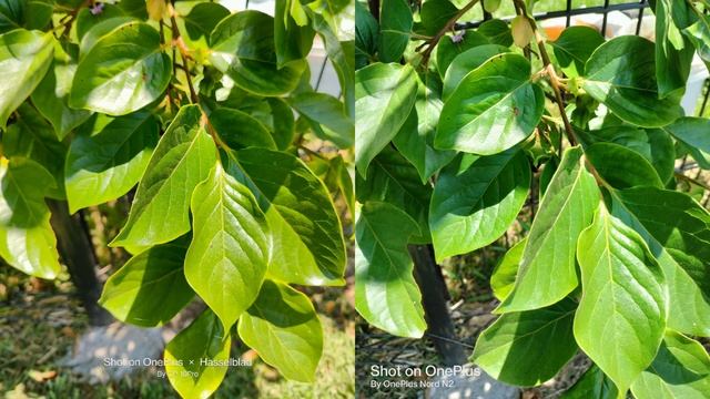 OnePlus Nord N20 vs OnePlus 10 Pro Camera Comparison. Budget vs Flagship! смотреть онлайн