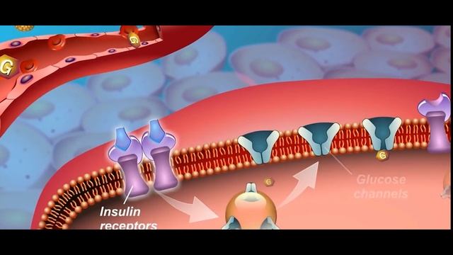 Углеводы. Сколько, когда и зачем. Классификация углеводов. Опасность избытка и недостатка углеводов смотреть онлайн