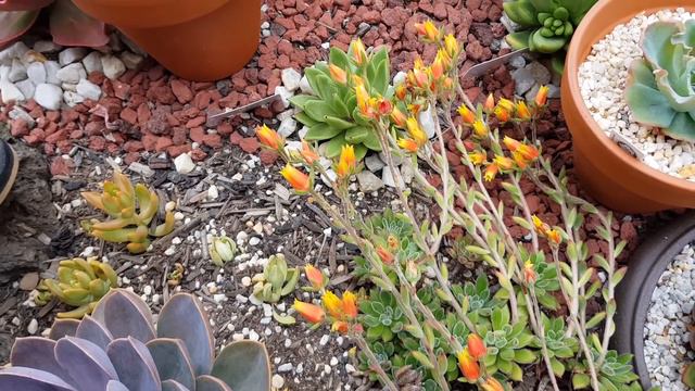 [LP Bites] Echeveria "Set-Oliver" смотреть онлайн
