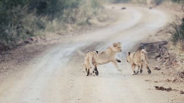 Amazing Kruger National Park Wildlife Encounters | Kruger Park Sightings