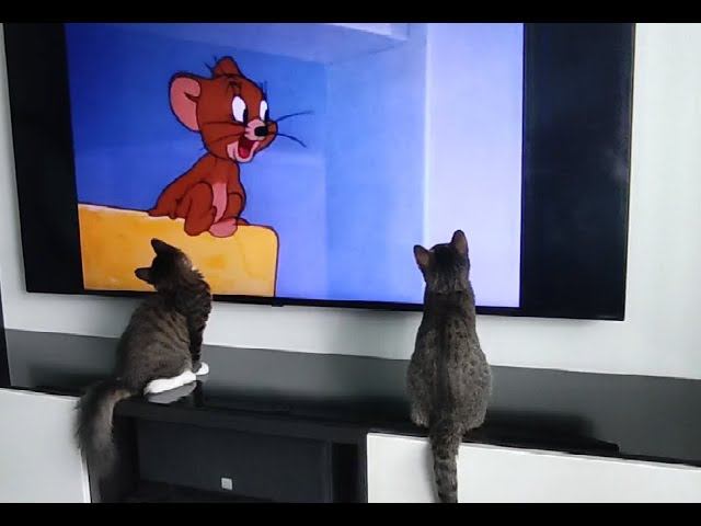 Котики... смотреть онлайн