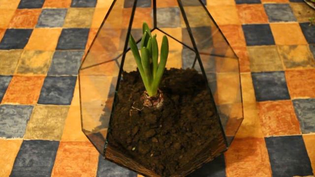 как сделать флорариум смотреть онлайн