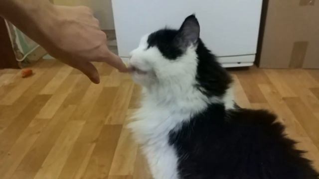 Лакомство для кота. Съест ли кот гороховую кашу? смотреть онлайн