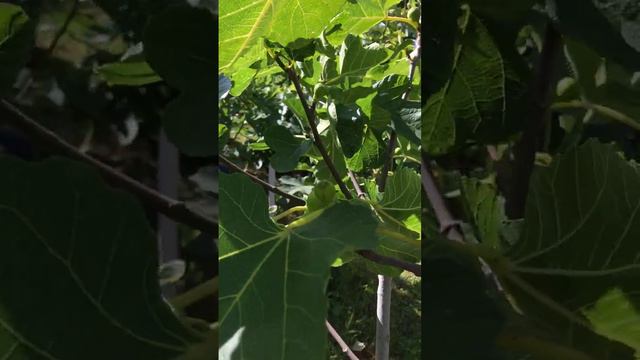 Florinda is one of my favorite fig varieties.Ficus Carica. Инжир. смотреть онлайн