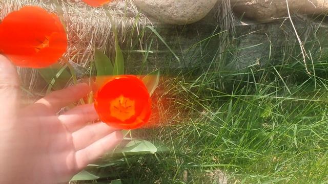 Тюльпаны на даче смотреть онлайн