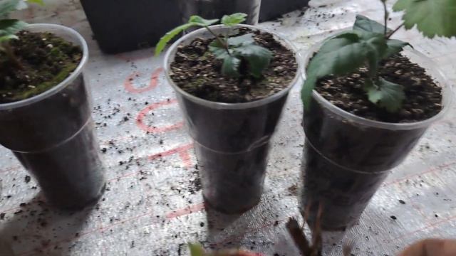 Результат. Размножение ежевики крапивкой из корня пятью разными способами. смотреть онлайн