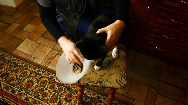 Кошка Томка. Чрезмерное вылизывание. Одеваем защитный воротник. смотреть онлайн