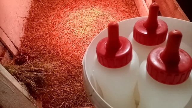 козлята пробуют овёс удобные бутылочки для козлят смотреть онлайн