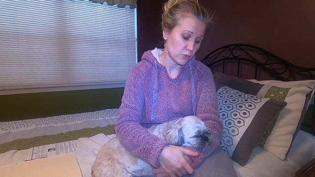 Shih Tzu (Ши-тцу) Сколько стоит содержание собаки в Америке! смотреть онлайн