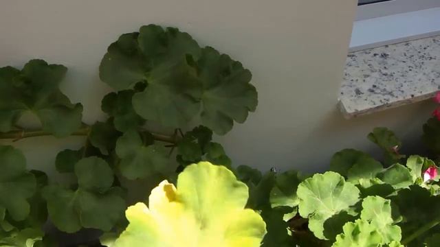 Gerânios como cultivar com flor o ano inteiro. смотреть онлайн